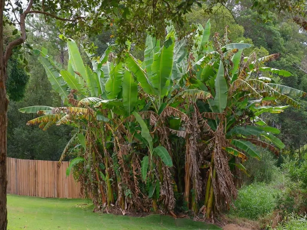 Hinterland Haven With Heated Pool & Lush Surrounds Vila Mooloolah 0*,